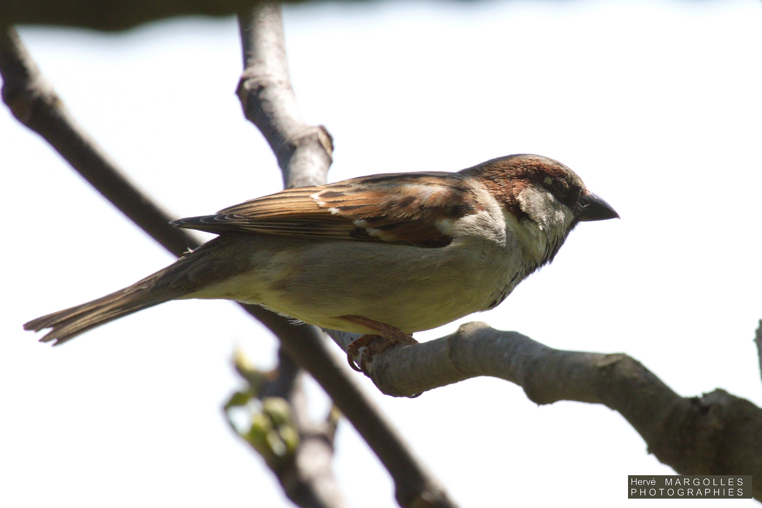 Moineau domestique-01.jpg